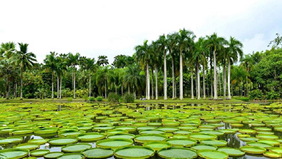 戶外研學營地的植物景觀設(shè)計原則